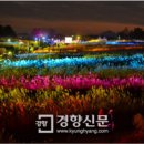 서울 하늘공원 억새풀축제 야간개장 이미지