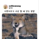 티벳 여우가 사냥할 때 걷는 방법 ㅋㅋㅋ 이미지