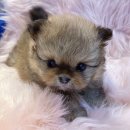 내품안의반려견광명점 이미지