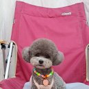 루이앤독 이미지