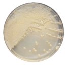 (주)영양이노베이션 이미지