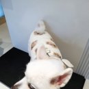 한국마사회 서울부속동물병원 | 강아지 디스크 수술 강아지 건강검진 "윤장원외과동물병원" 에서 만족스러운 결과