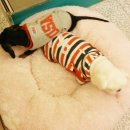 남지애견샵 이미지