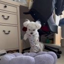 쪼꼬미펫 이미지