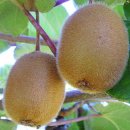 참다래 (키위; kiwi fruit) 이미지