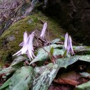 자연생약국 이미지