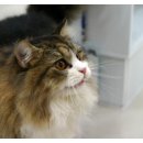 쿨펫동물병원 이미지