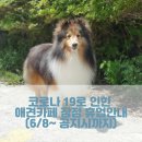 더 퍼피즈 블루 오션 쿡 이미지