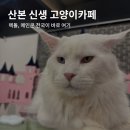 카페페르시 | 산본 고양이카페 냥이타운 추천 내돈내산 후기 군포 산본 고양이카페
