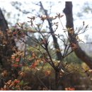 산본중앙공원 이미지