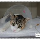 미드미동물병원 이미지