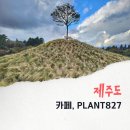 아리플랜트