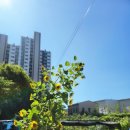 해바라기몬테소리어린이집 이미지