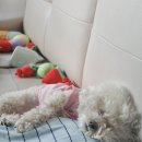 안아줄개 | 멀어도 하남까지 가는 이유! 5년째 단골 애견미용실[안아줄개],(feat.리코GR3xHDF)