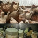 바람골농장 이미지