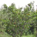 한인농장 이미지