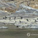 섬강축산