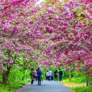 "와, 이런 곳은 여기 밖에 없을 것 같아요" 청벚꽃·겹벚꽃·왕벚꽃이 겹쳐 피는 봄 명소 이미지