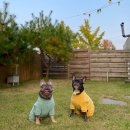 도그도기 이미지