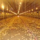 지열농장 이미지