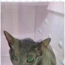 고양이 무마취 미용 냥털도둑 이미지