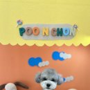 엄지애견미용 이미지