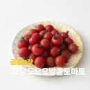 금홍농장 | 금홍농장 요요방울토마토 고당도토마토 냉장고 열 때마다 손 가는 다이어트간식