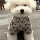 푸치푸치 이미지