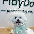 도그미용실 이미지