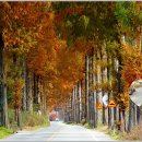 가로수길 이미지