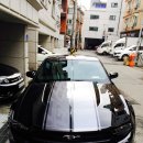 이번엔 데리고 있는 머스탱들을 정리해봤습니다. 이미지