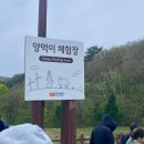 삼양 | [강원도/평창] 강원도 대관령 삼양목장 후기!