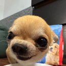 호호