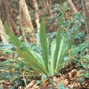 제주 삼도파초일엽 자생지 이미지