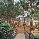 주차53 | 카페플로라53 방문 후기 | 반려동물 동반 가능한 정원 카페