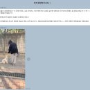 고쳐줄개 이미지