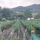 산밑포도농장