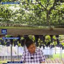 포도나무 - 구로구 개봉로17길 22 | 포도나무