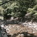 잣나무집 이미지