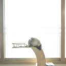 펫타워 | 공간 활용 좋은 오늘애펫 미니캣타워 후기