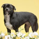 꽃보다 멍 이미지