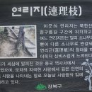 북한산 둘레길 흰구름 구간의 연리지 이미지