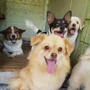 고양이 행복 쉼터 이미지