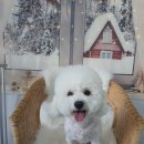 땡자애견 이미지