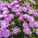 포도향기 이미지