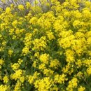 동광리-10 이미지