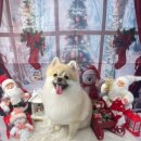 오늘은 그루밍 | 두정동강아지미용 다녀온 날, 코코그루밍 솔직 후기