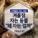 겨울잠 이미지