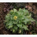 꽃다지 앞 이미지