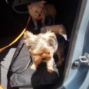 보리펫택시 이미지